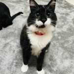 Nazlı