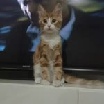Sümeyye