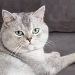 Fatma