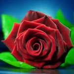 Rasha