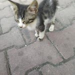 Erol