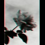 Rabia