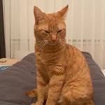 Tolgahan