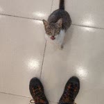İsa