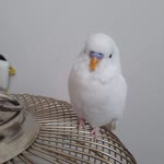 Nazlı