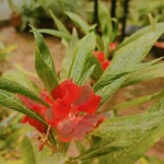 Rukiye