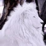 Furkan