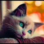 Melek