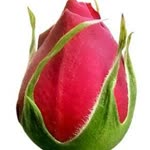 Yonca