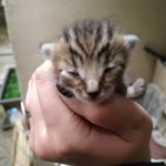 Ozan