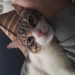 Berat