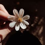 Sevgi