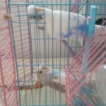 Seyhan