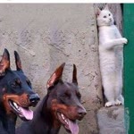 Sıla
