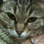 Aysel
