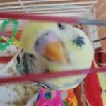 Hatice