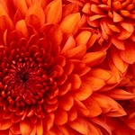 Emine