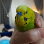 Ümit