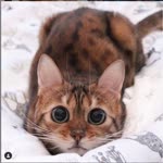 Yakut
