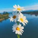 Nuray