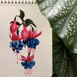 Rabia