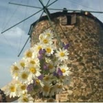 Halime