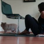 Pelin
