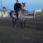 Dadaş