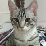 Leyla
