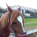 Songül