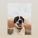 Umut