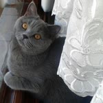 Ulaş