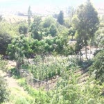 Niyazi