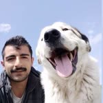 Arif