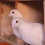 Pınar