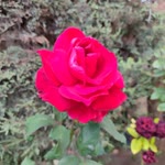 Damla