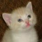 Aman