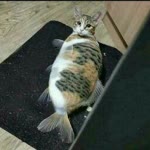 Derya