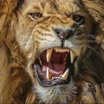Aslan