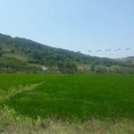 Başak