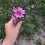 İrem
