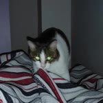 Ceren
