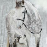 Zeyneb