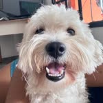 Lina
