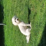 Yasemin
