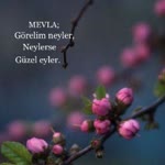 Menekşe