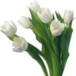 Ercan