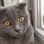 Melike