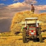 Ferit