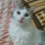Arslan